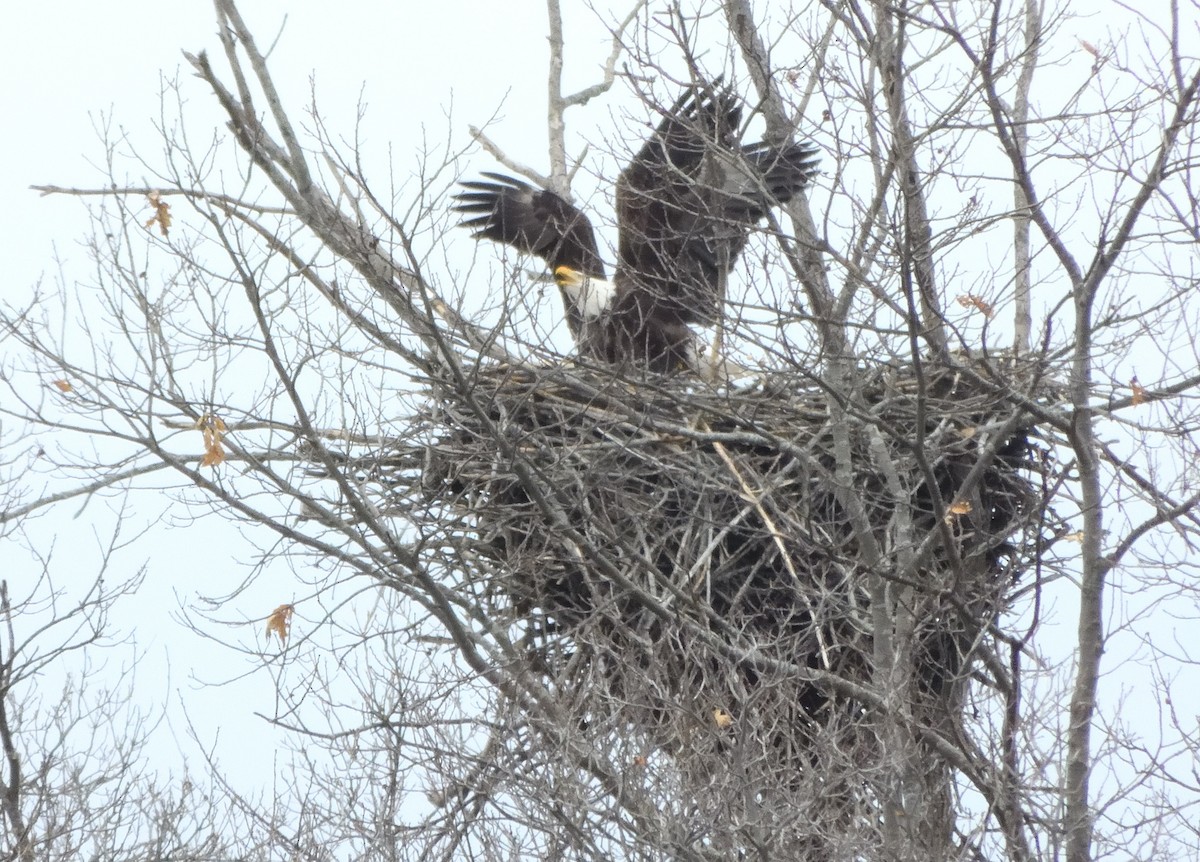 orel bělohlavý - ML652741209