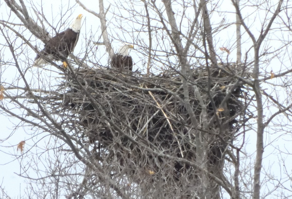 orel bělohlavý - ML652741227