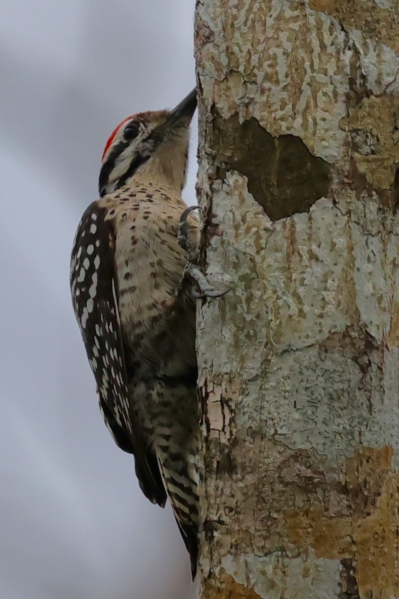 strakapoud proužkohřbetý - ML652741584