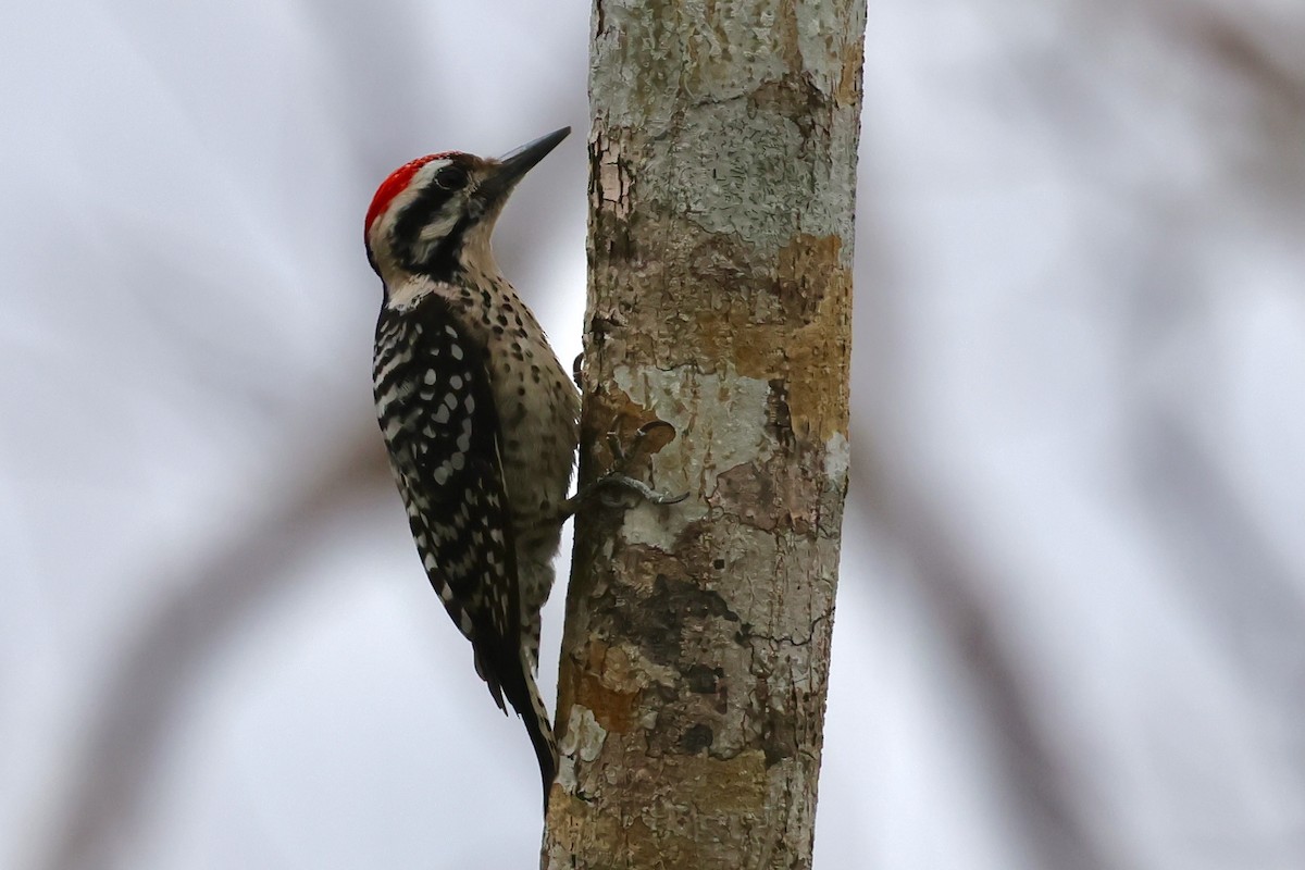 strakapoud proužkohřbetý - ML652741585