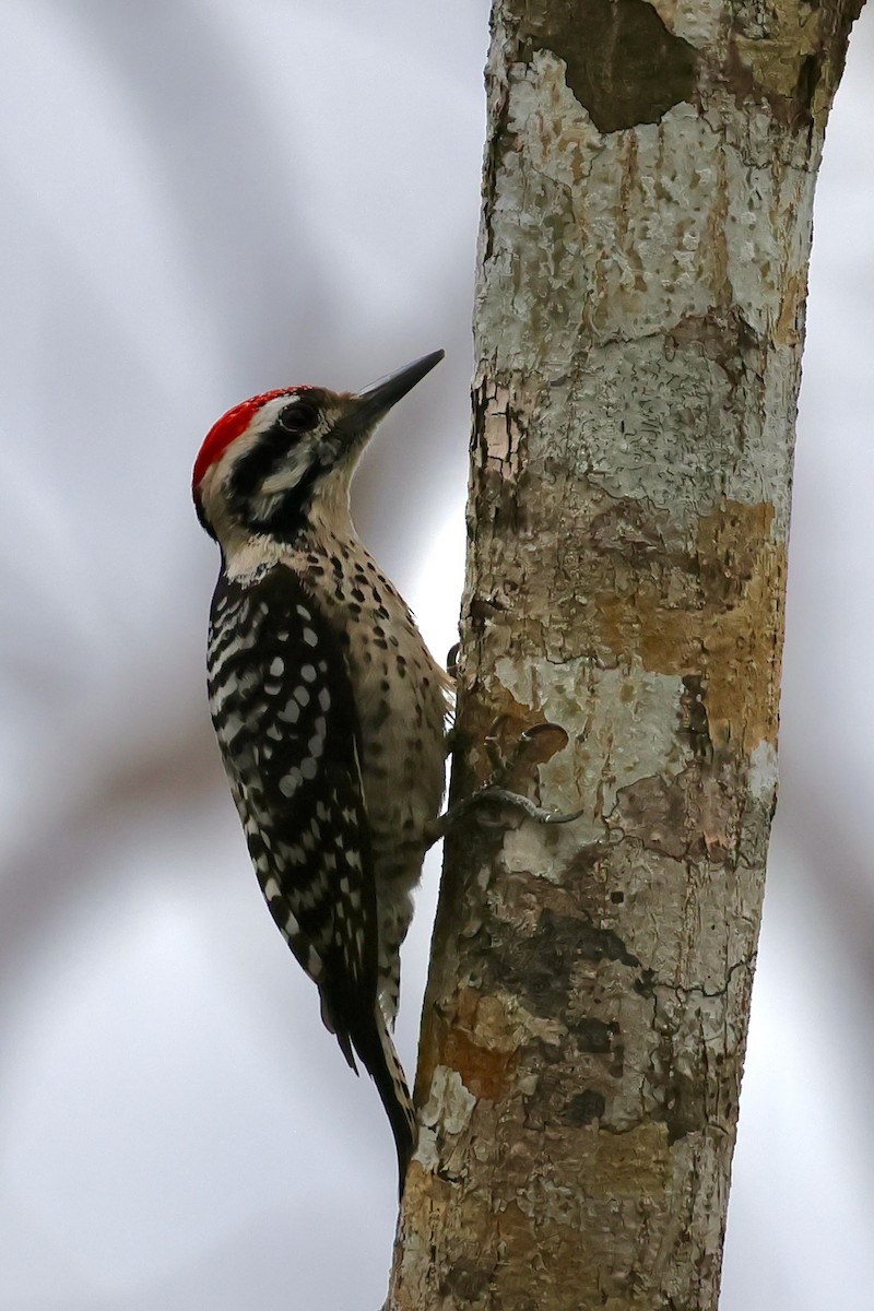 strakapoud proužkohřbetý - ML652741586