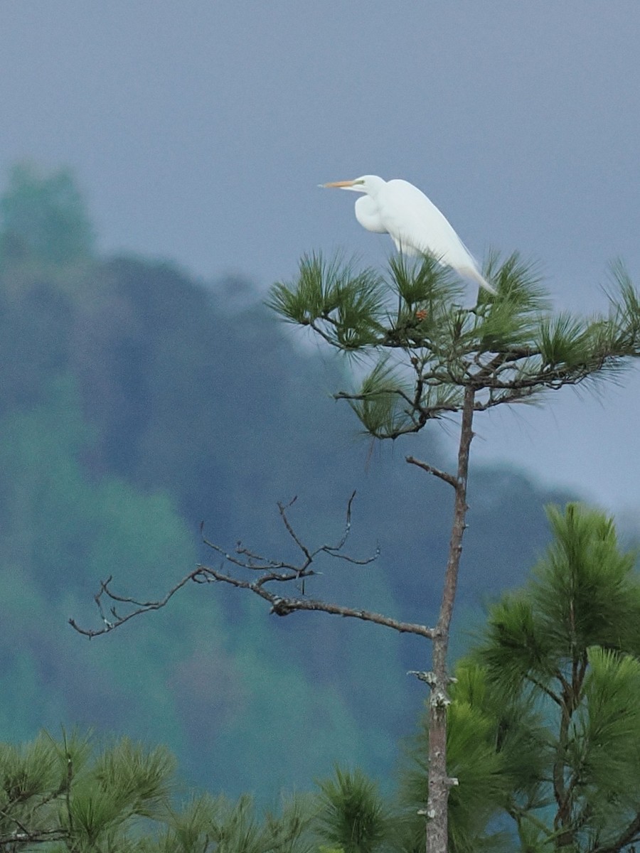 Koartza zuria - ML652741635