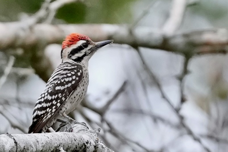 strakapoud proužkohřbetý - ML652741647