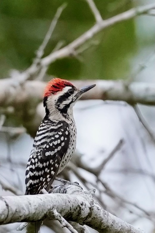 strakapoud proužkohřbetý - ML652741648