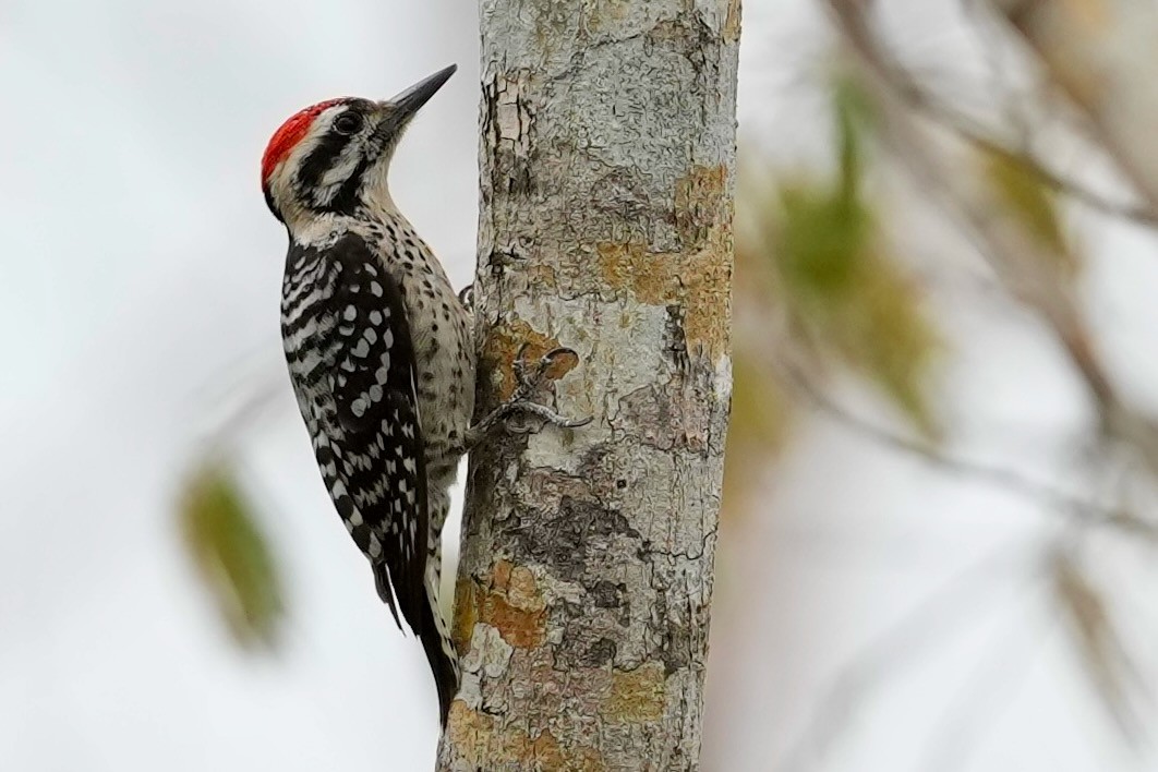 strakapoud proužkohřbetý - ML652741649