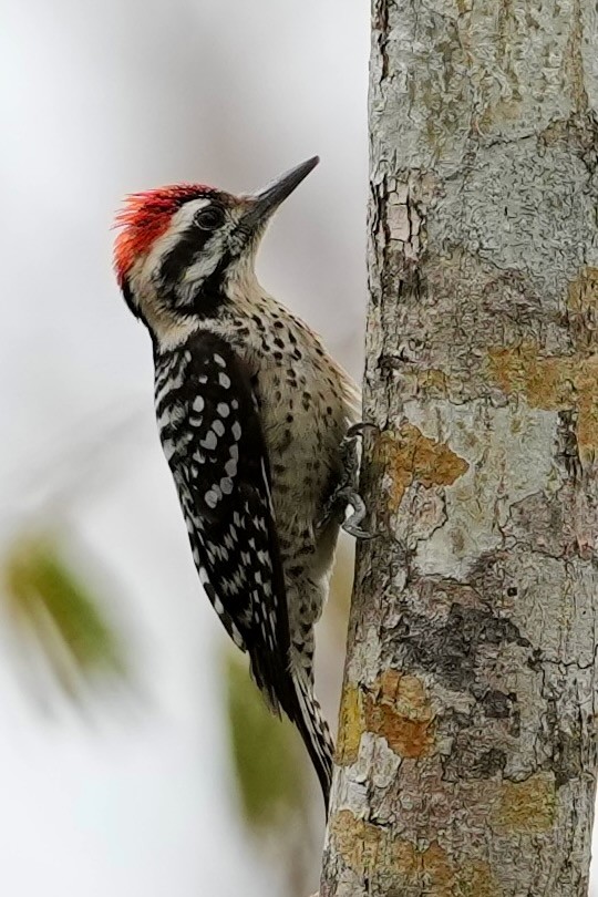 strakapoud proužkohřbetý - ML652741650