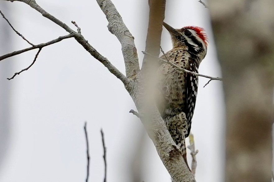 strakapoud proužkohřbetý - ML652741651