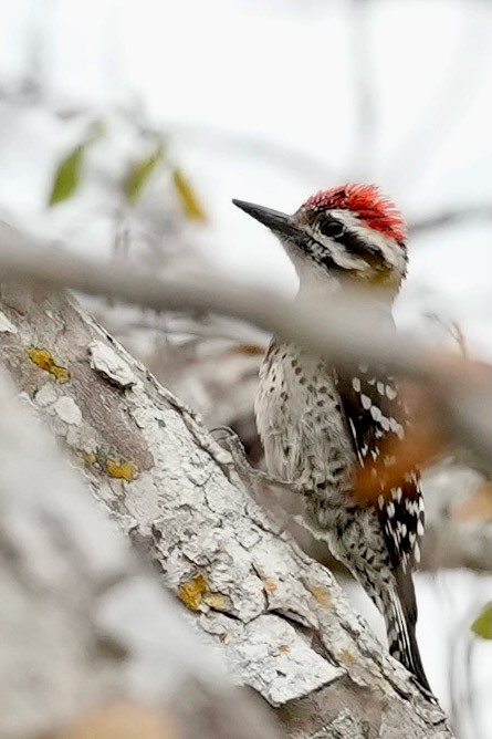 strakapoud proužkohřbetý - ML652741652