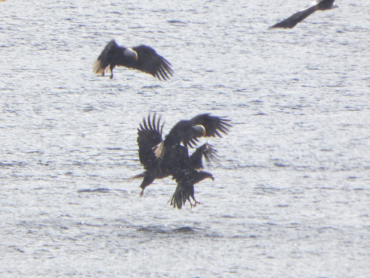 orel bělohlavý - ML652741797