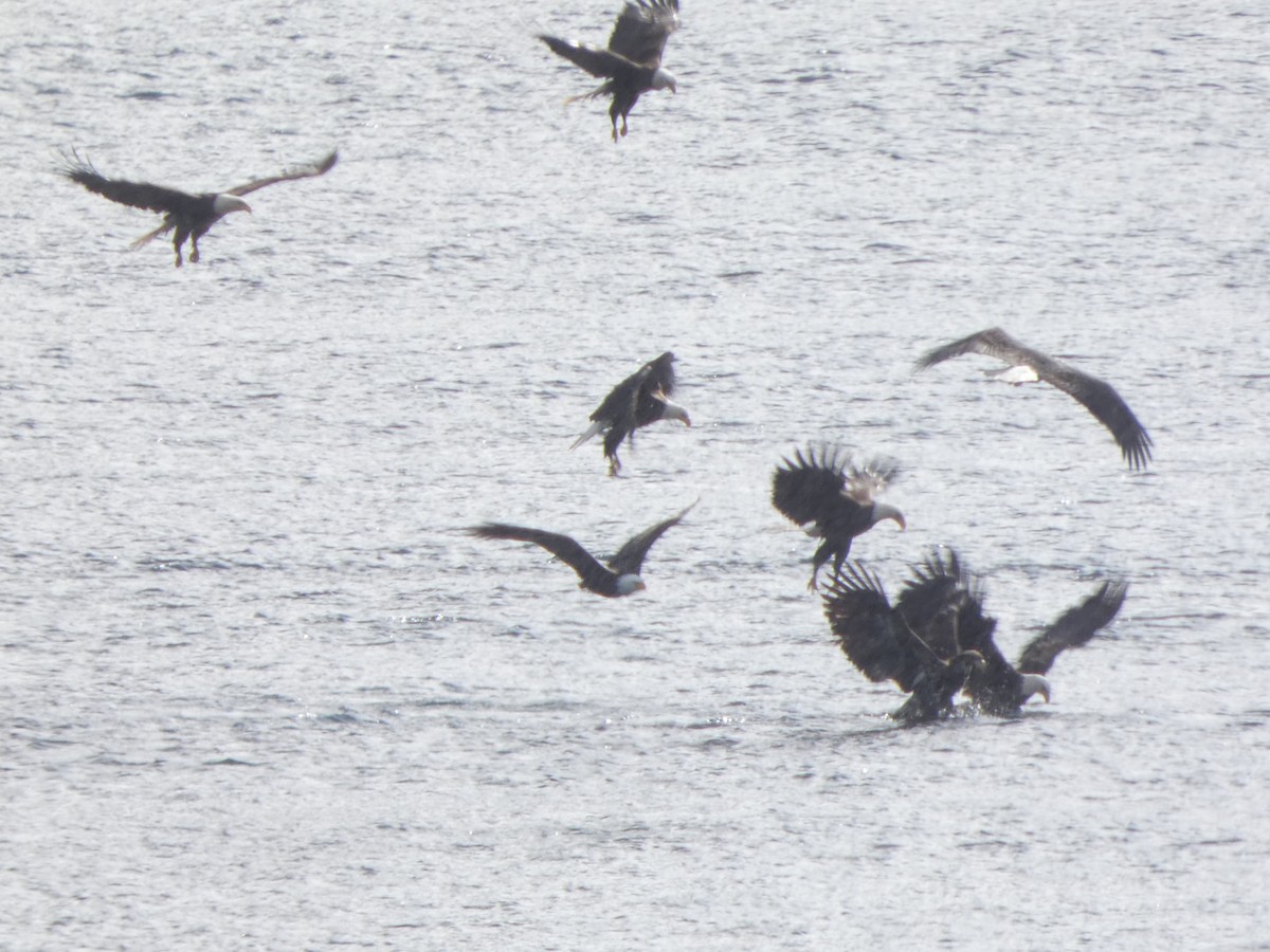 orel bělohlavý - ML652741798