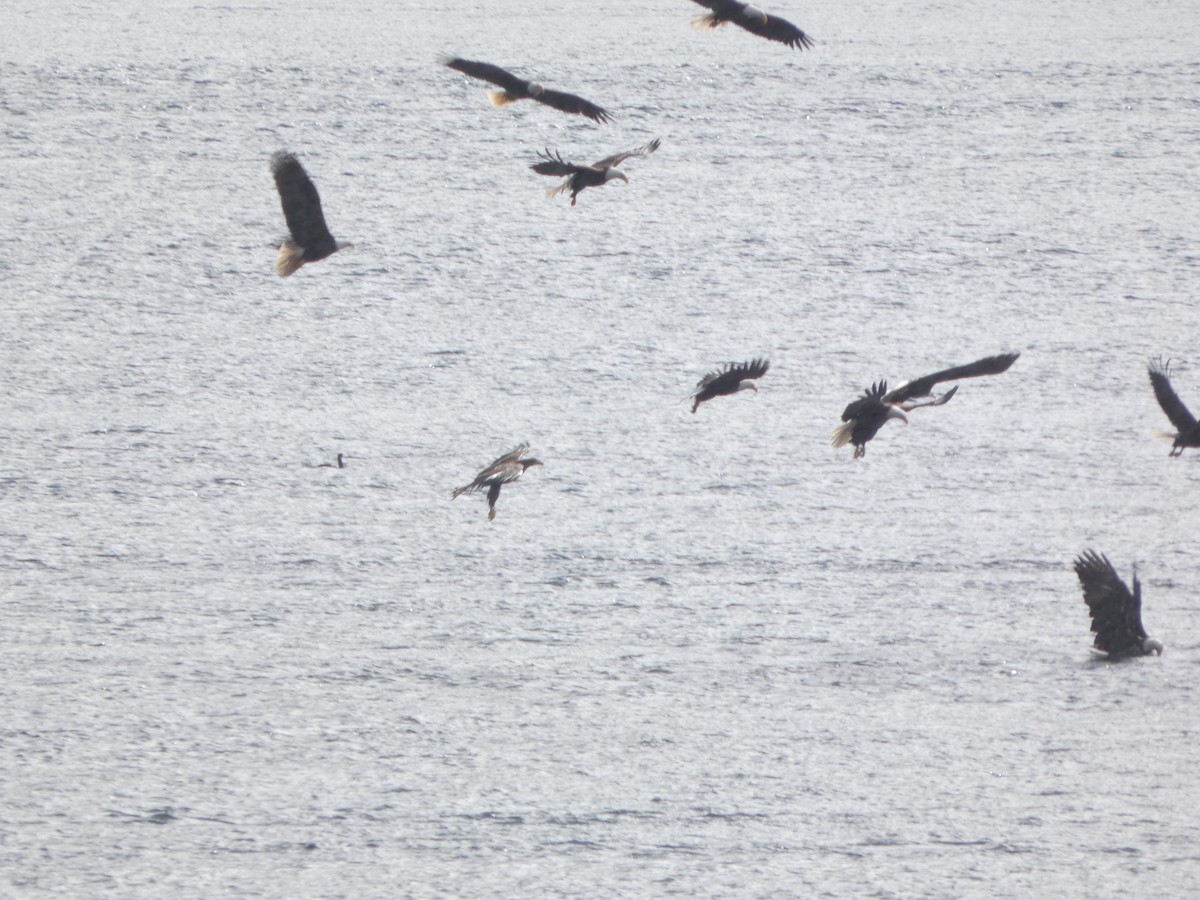 orel bělohlavý - ML652741799