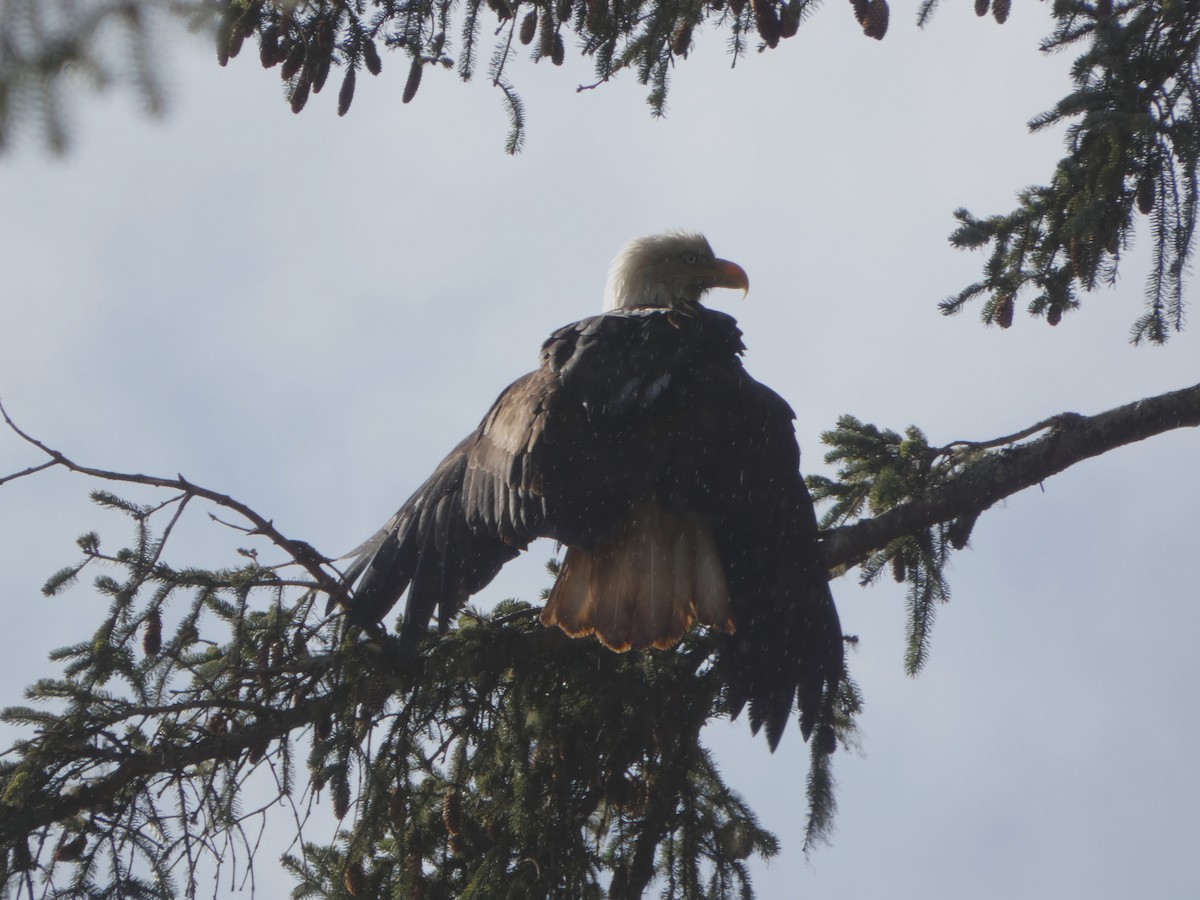 orel bělohlavý - ML652741800