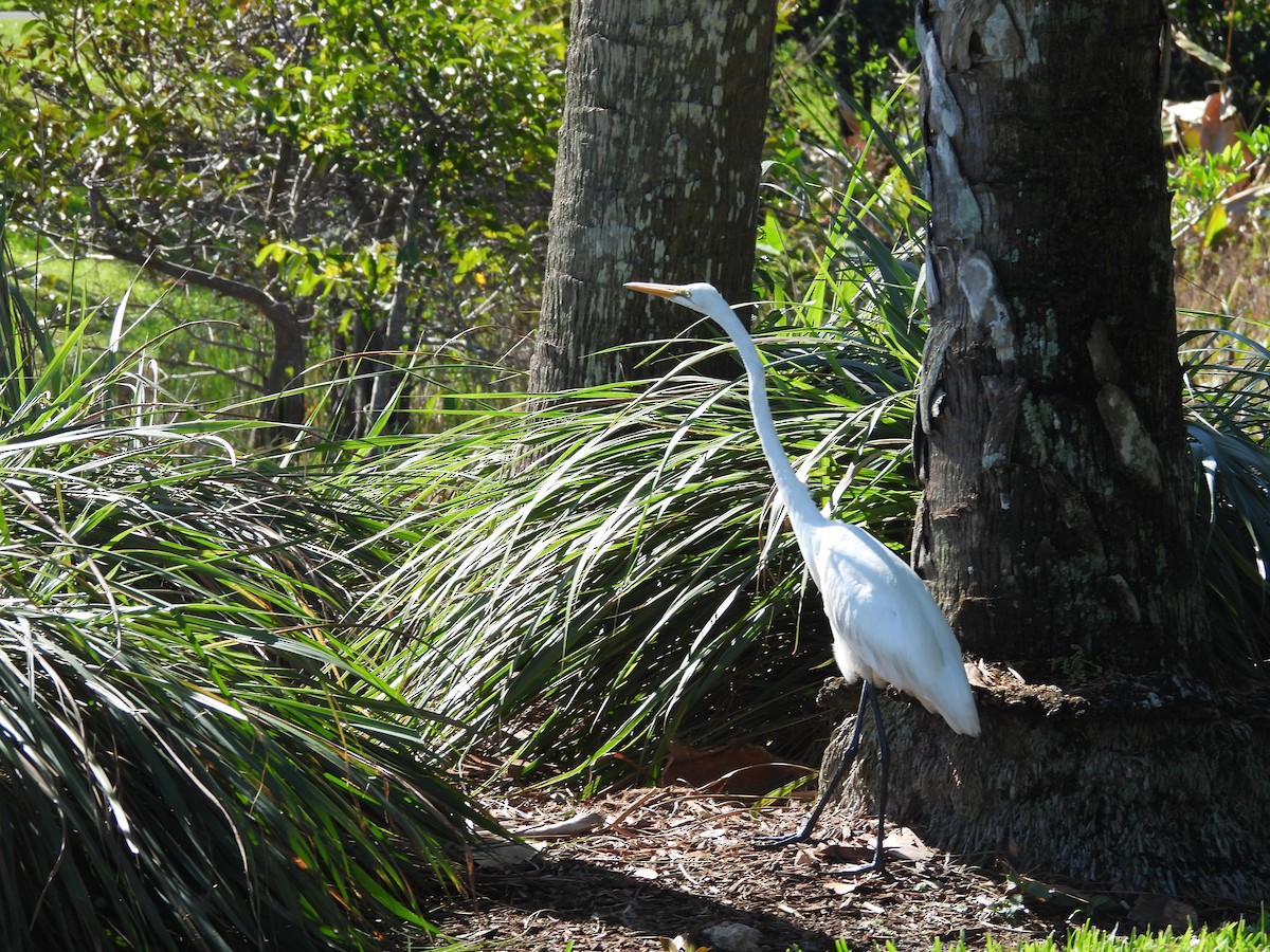 Koartza zuria - ML652741989