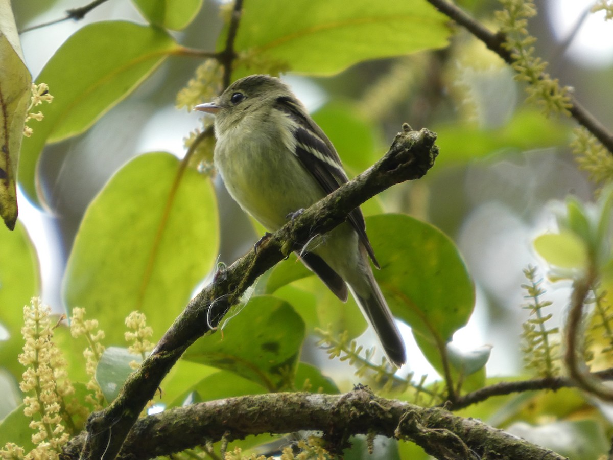 Піві-малюк жовточеревий - ML652742192