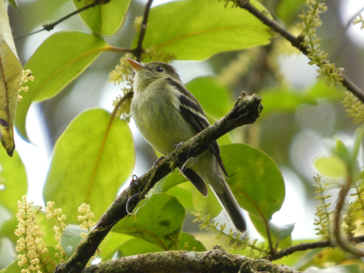 Піві-малюк жовточеревий - ML652742193