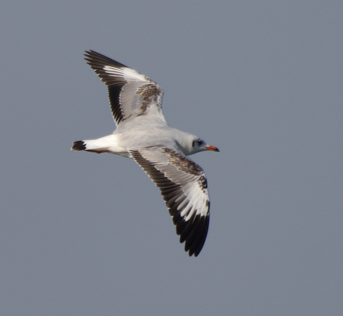 Hint Martısı - ML652742356