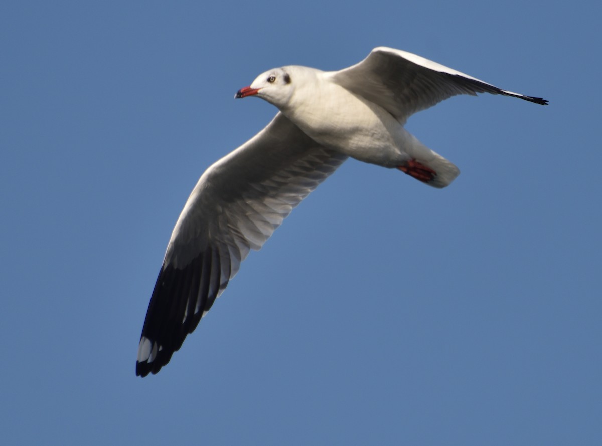 Hint Martısı - ML652742363