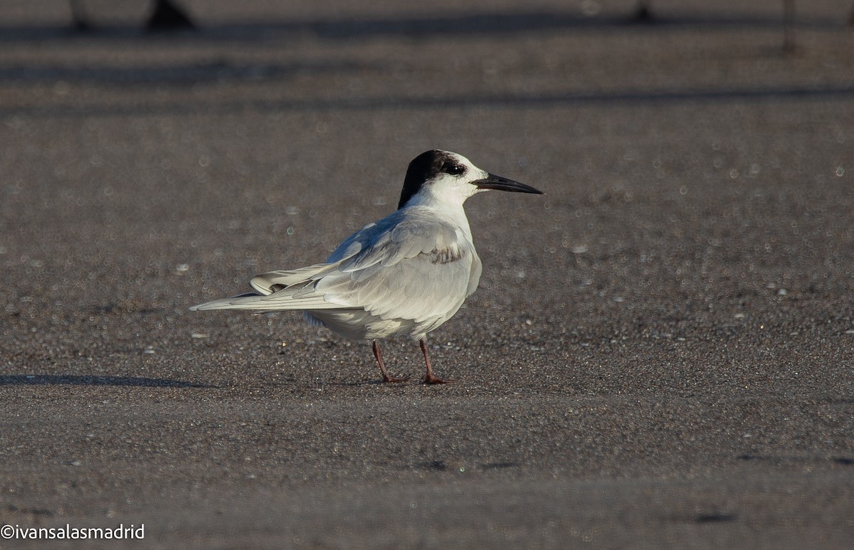 Common Tern - ML652742430