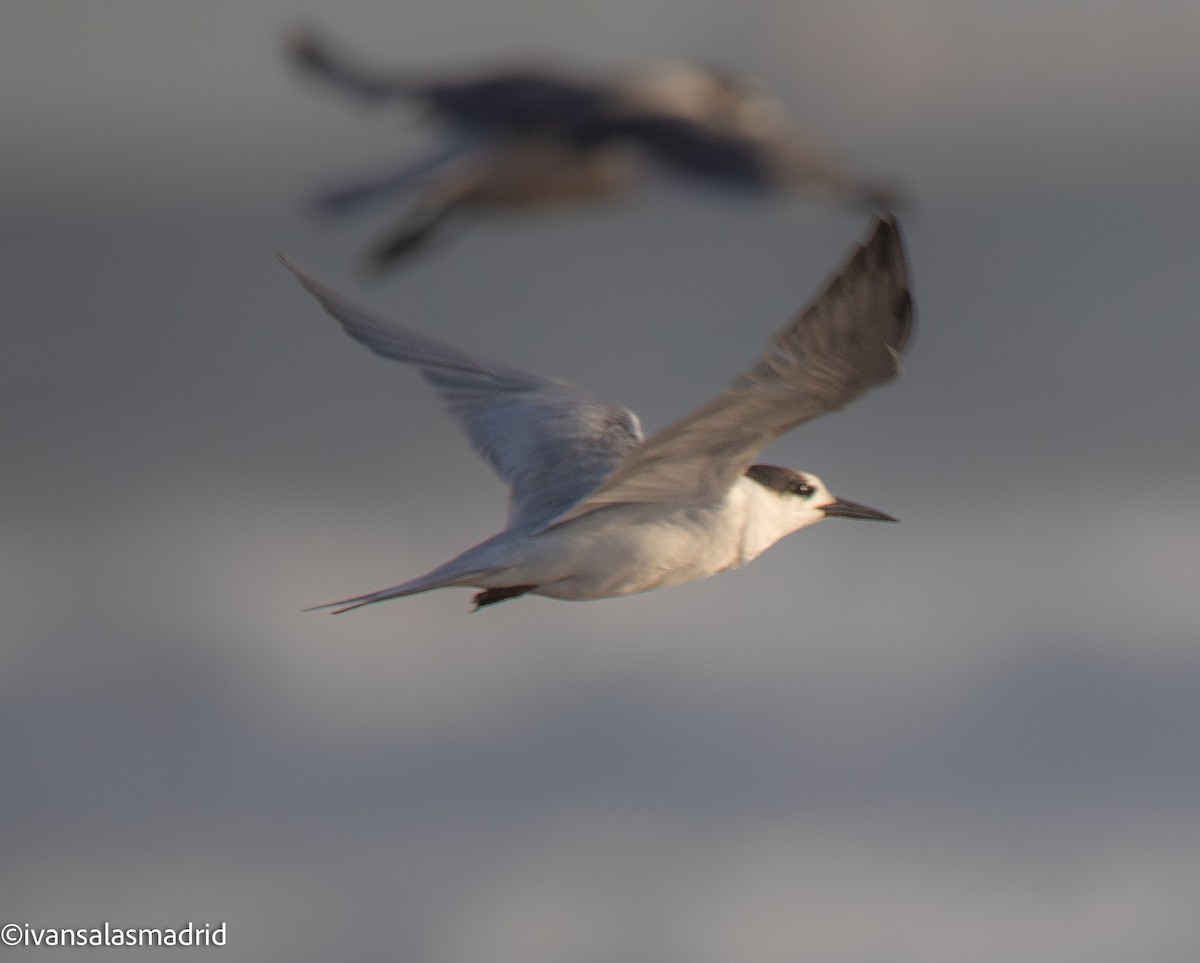 Common Tern - ML652742441