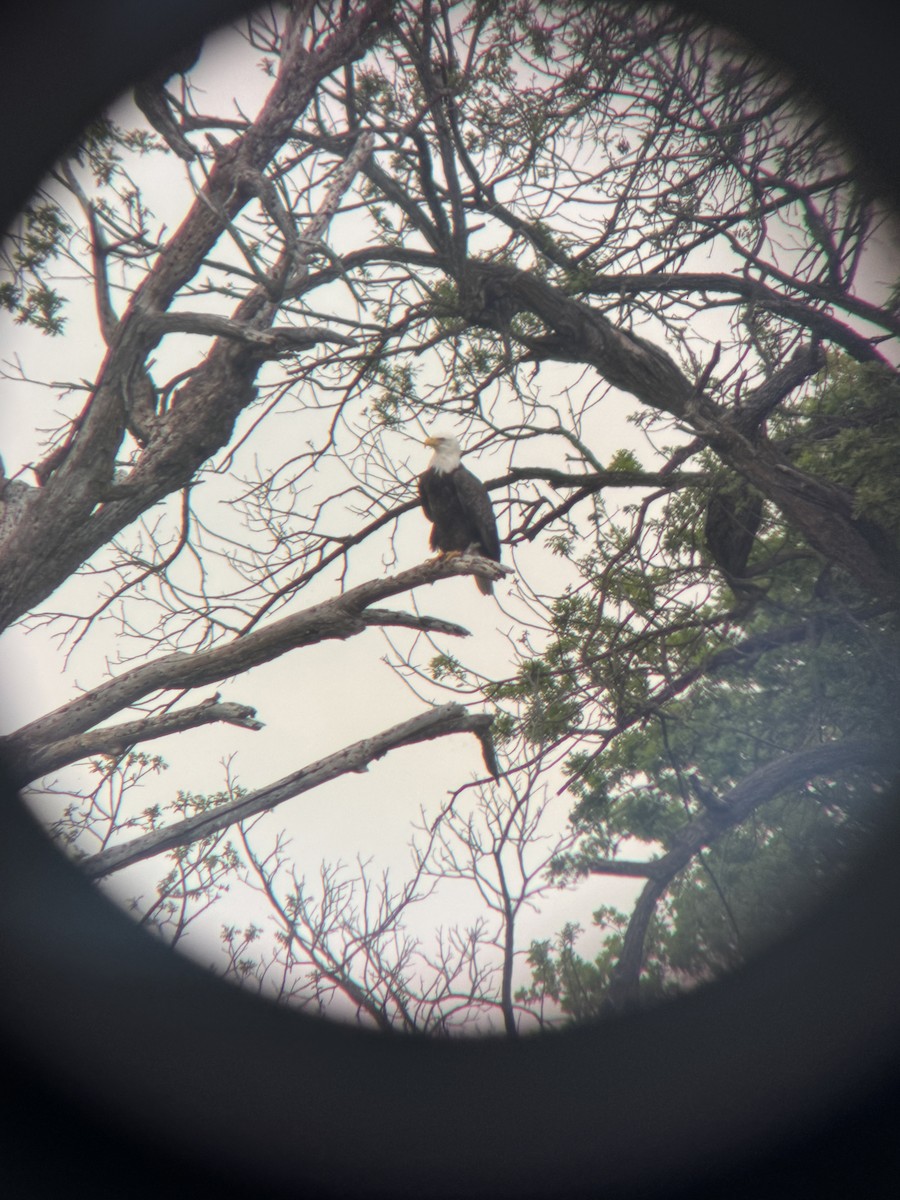 orel bělohlavý - ML652742501