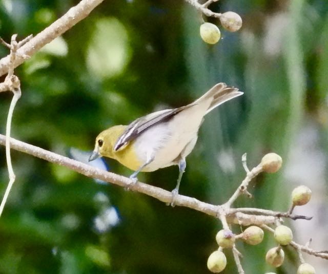 zelenáček žlutoprsý - ML652742540