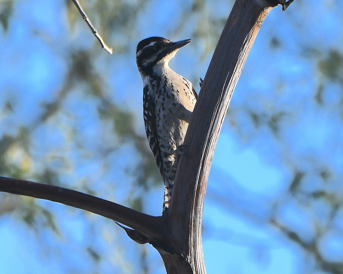 strakapoud proužkohřbetý - ML652742730