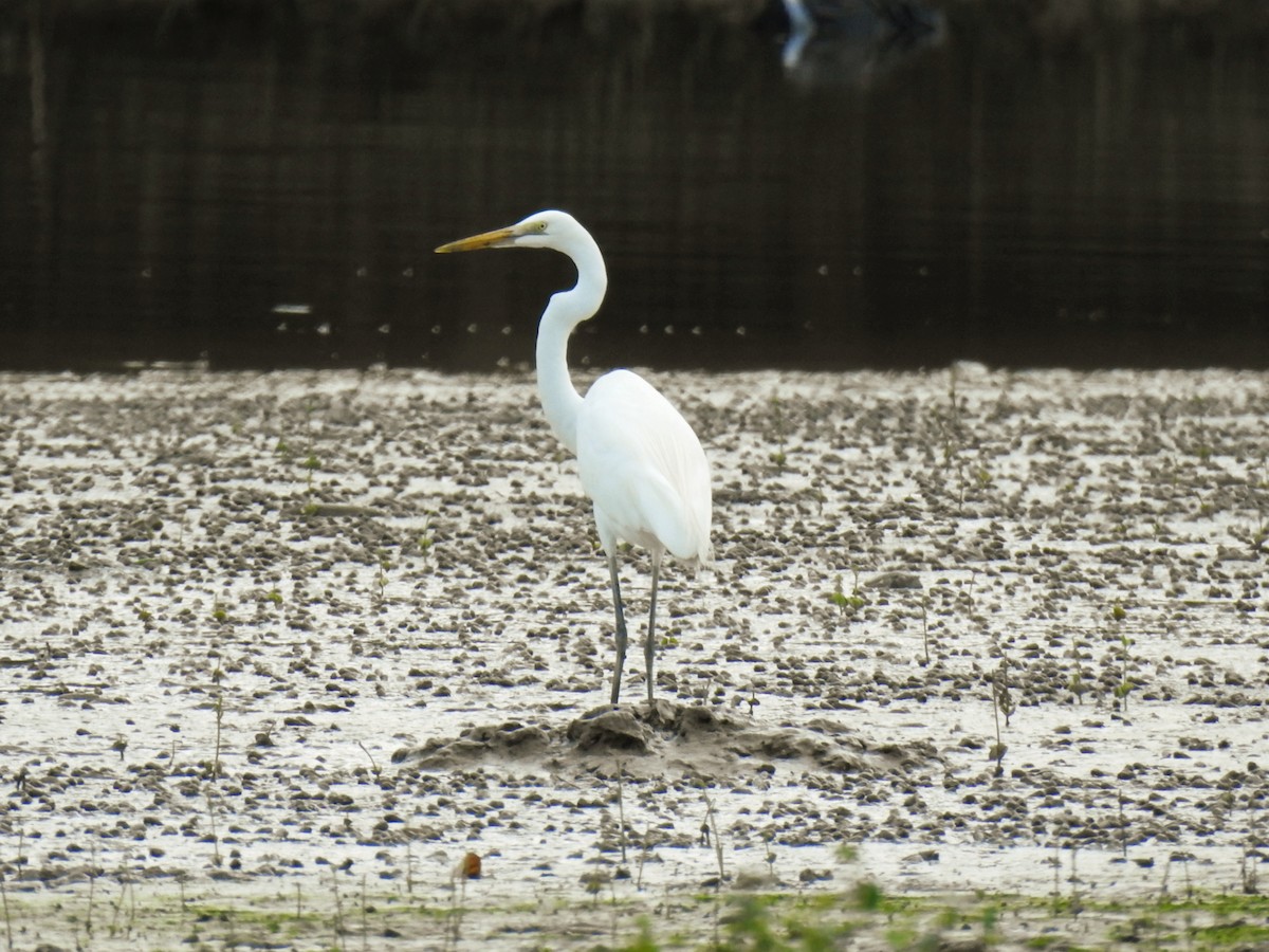 Koartza zuria - ML652742833