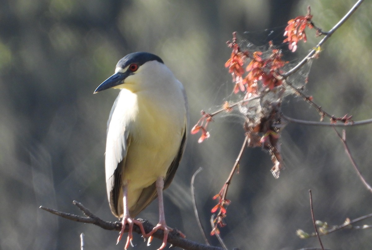 夜鷺 - ML652742972