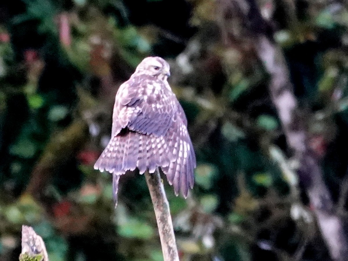 Broad-winged Hawk - ML652743180