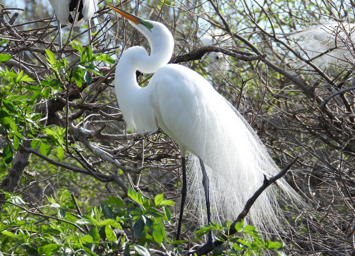 Koartza zuria - ML652743229