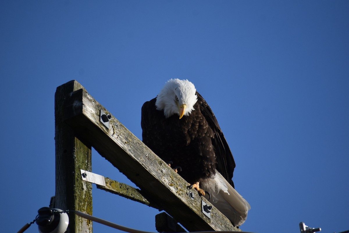 orel bělohlavý - ML652743348