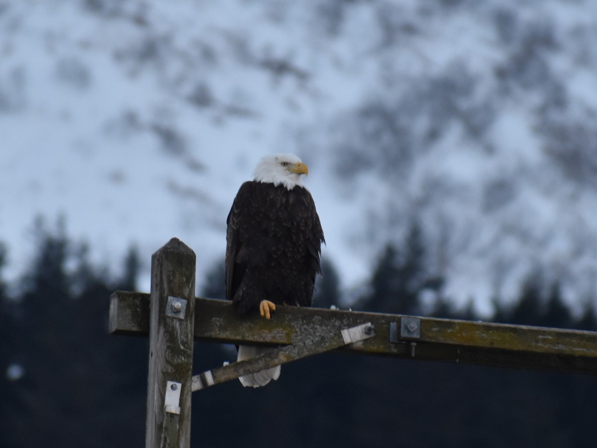 orel bělohlavý - ML652743449