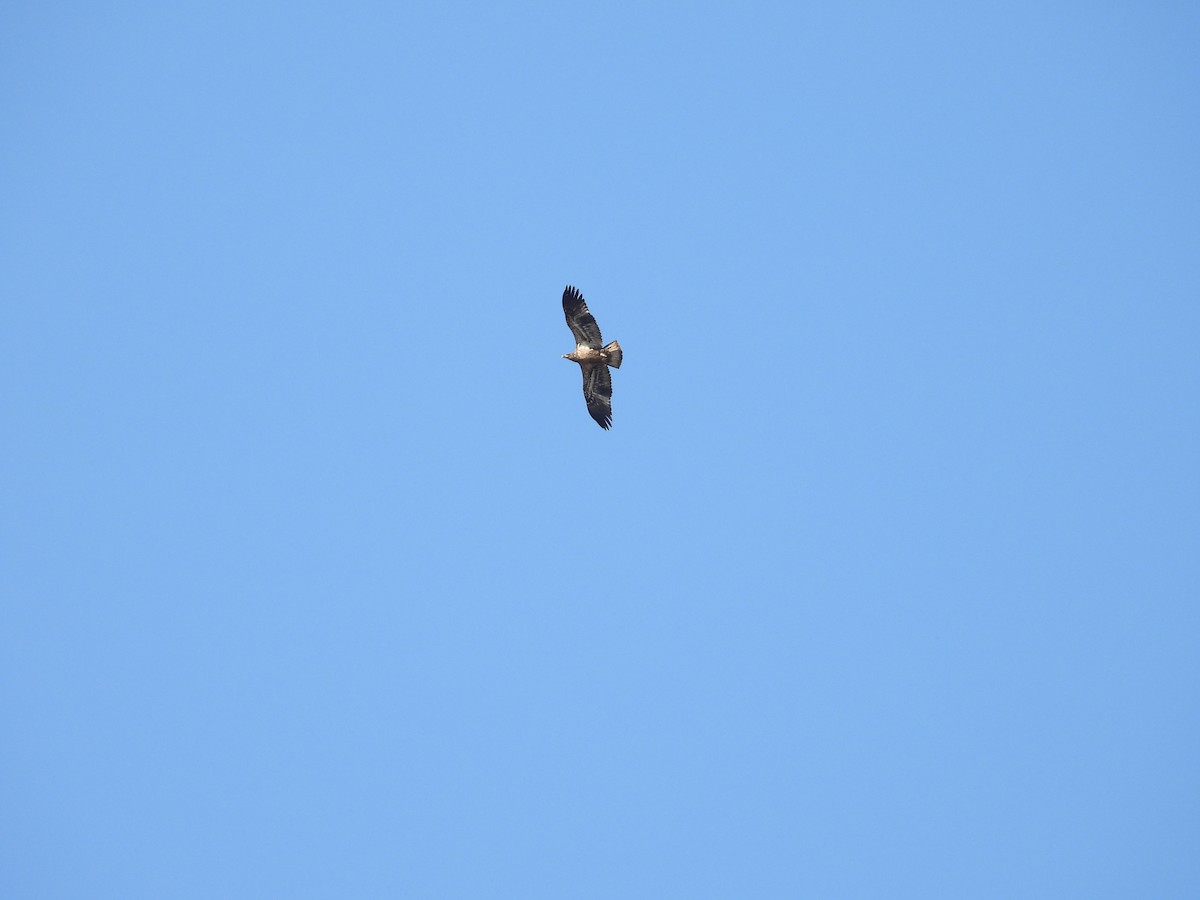 orel bělohlavý - ML652743521