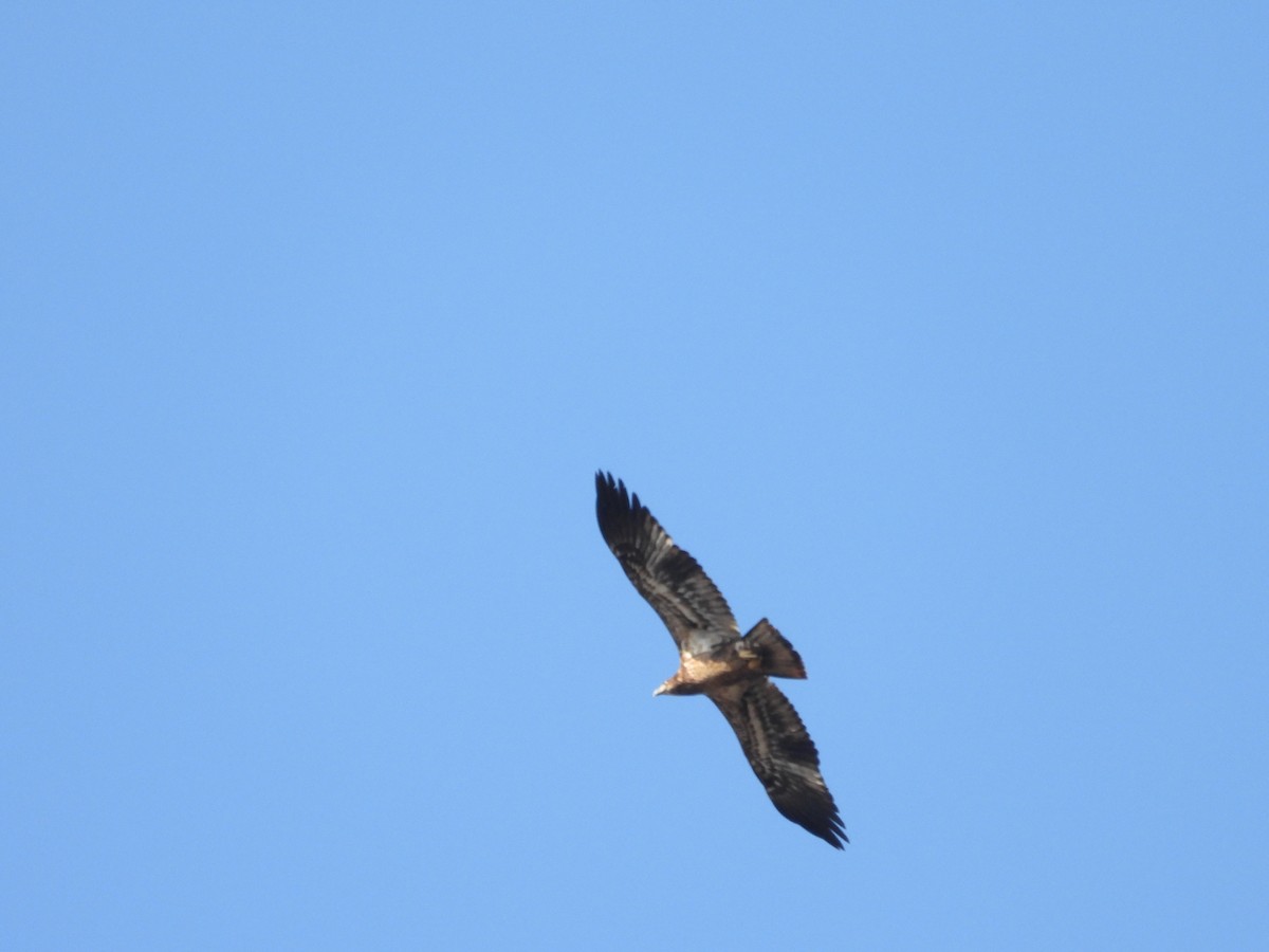 orel bělohlavý - ML652743523