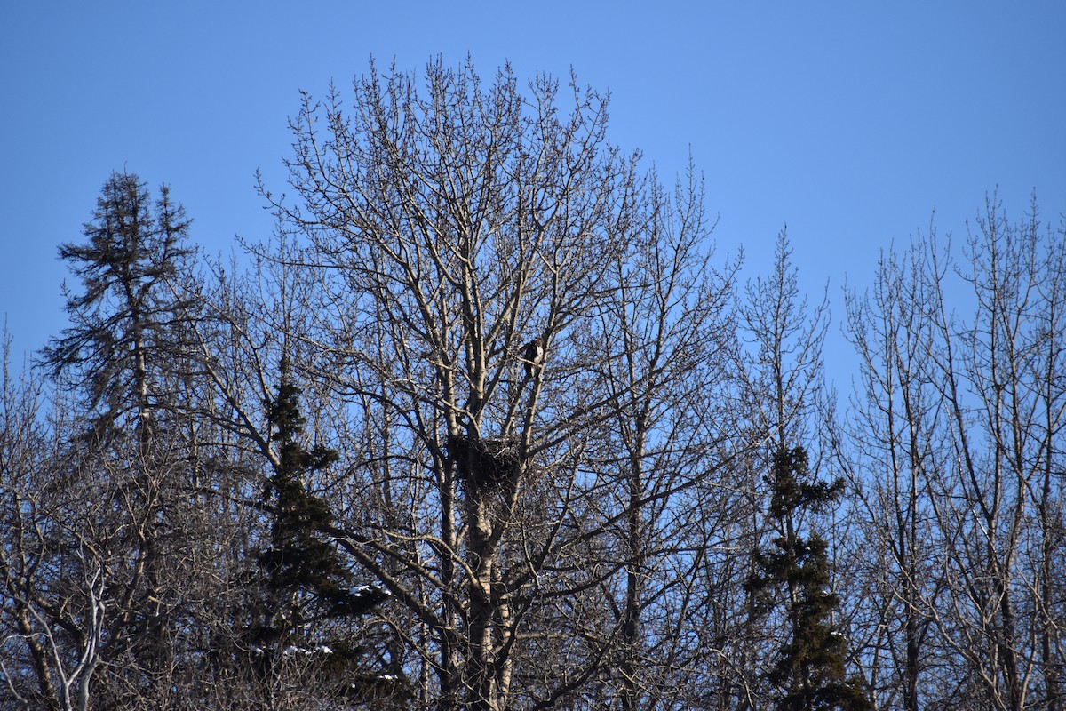 orel bělohlavý - ML652743697