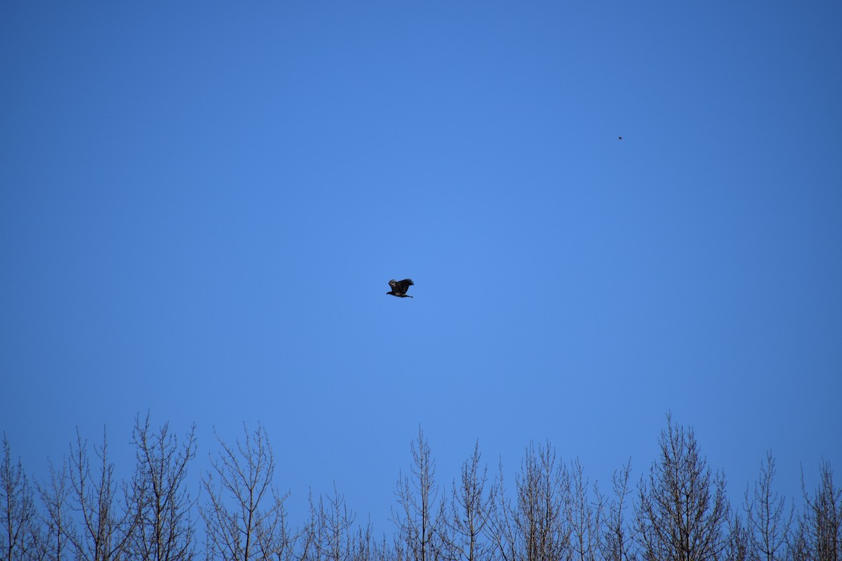 orel bělohlavý - ML652743700