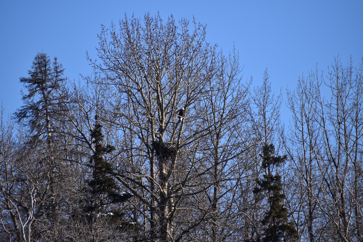 orel bělohlavý - ML652743701