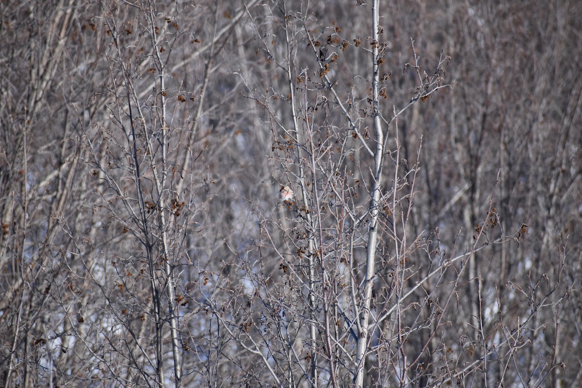 čečetka zimní - ML652743702