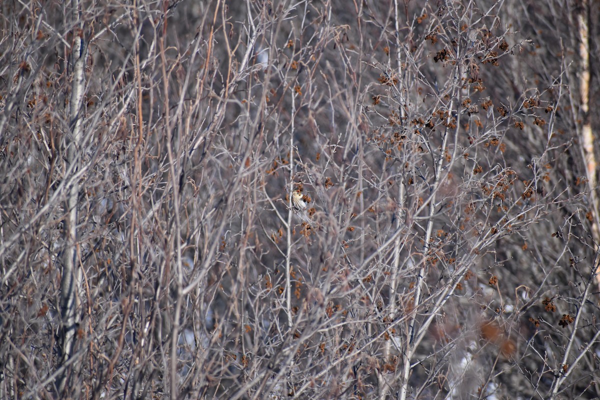 čečetka zimní - ML652743707