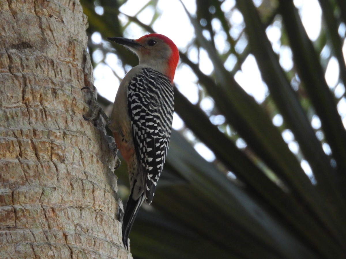 Red-bellied Woodpecker - ML652743717