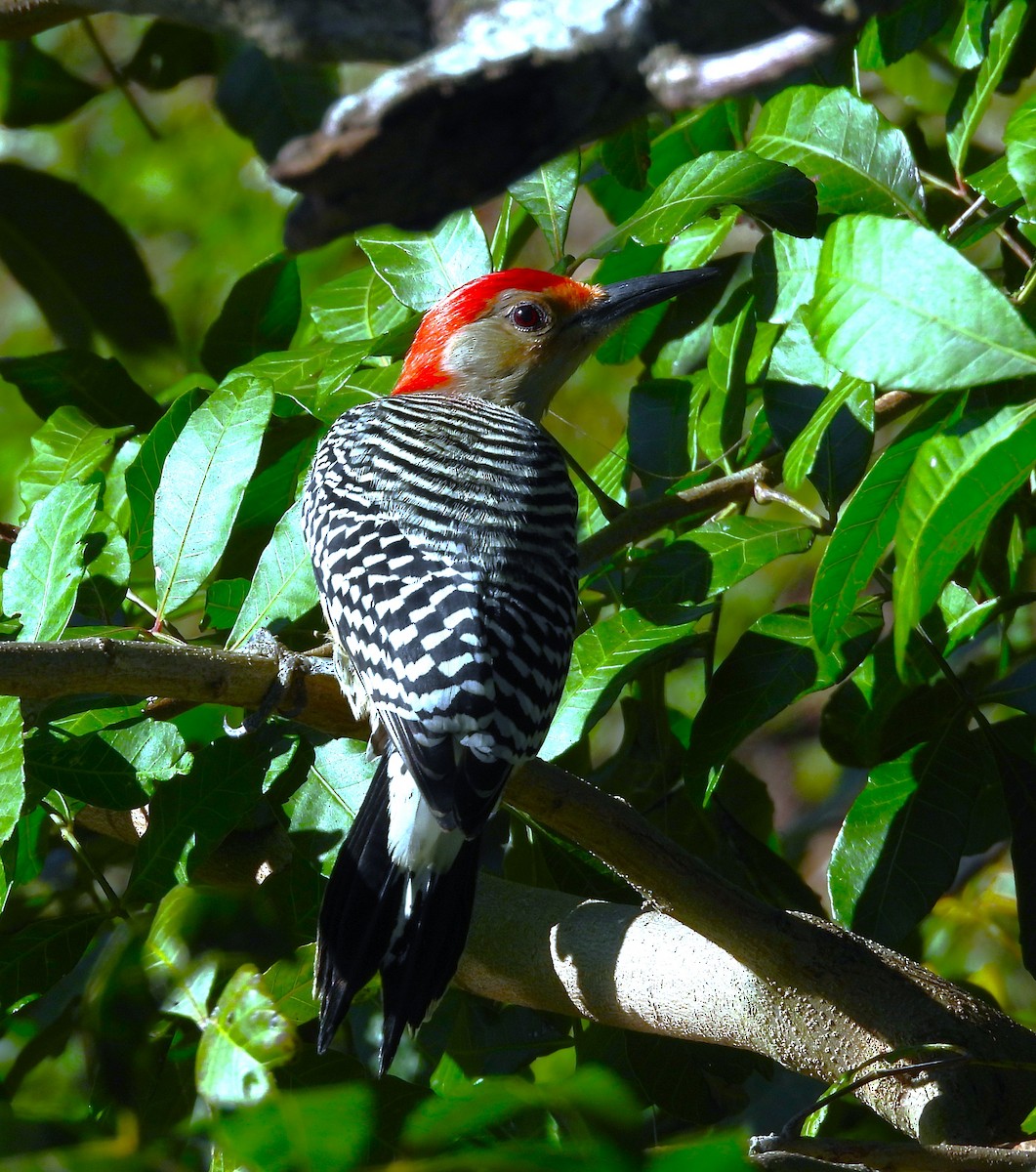 Red-bellied Woodpecker - ML652743718