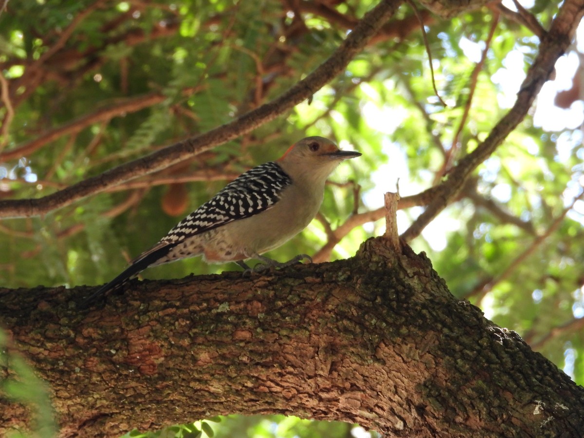 Red-bellied Woodpecker - ML652743719