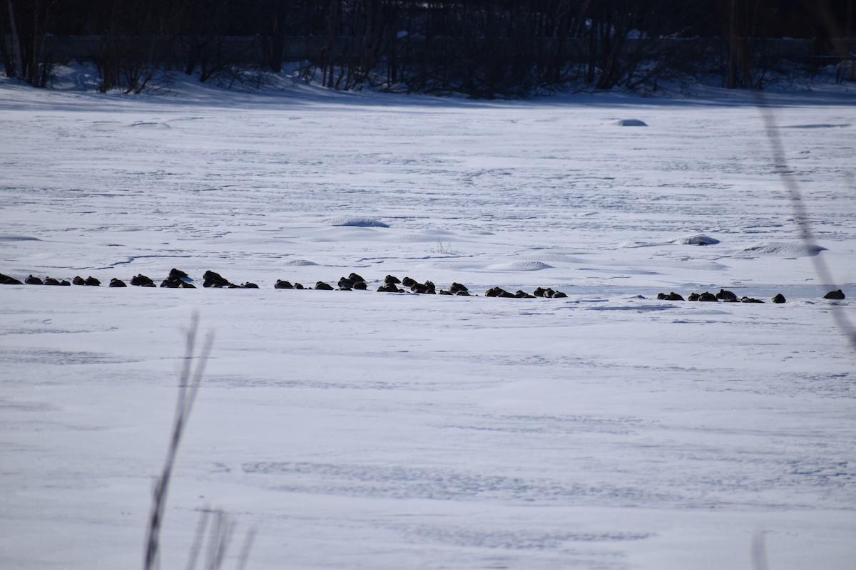 kachna divoká - ML652743791