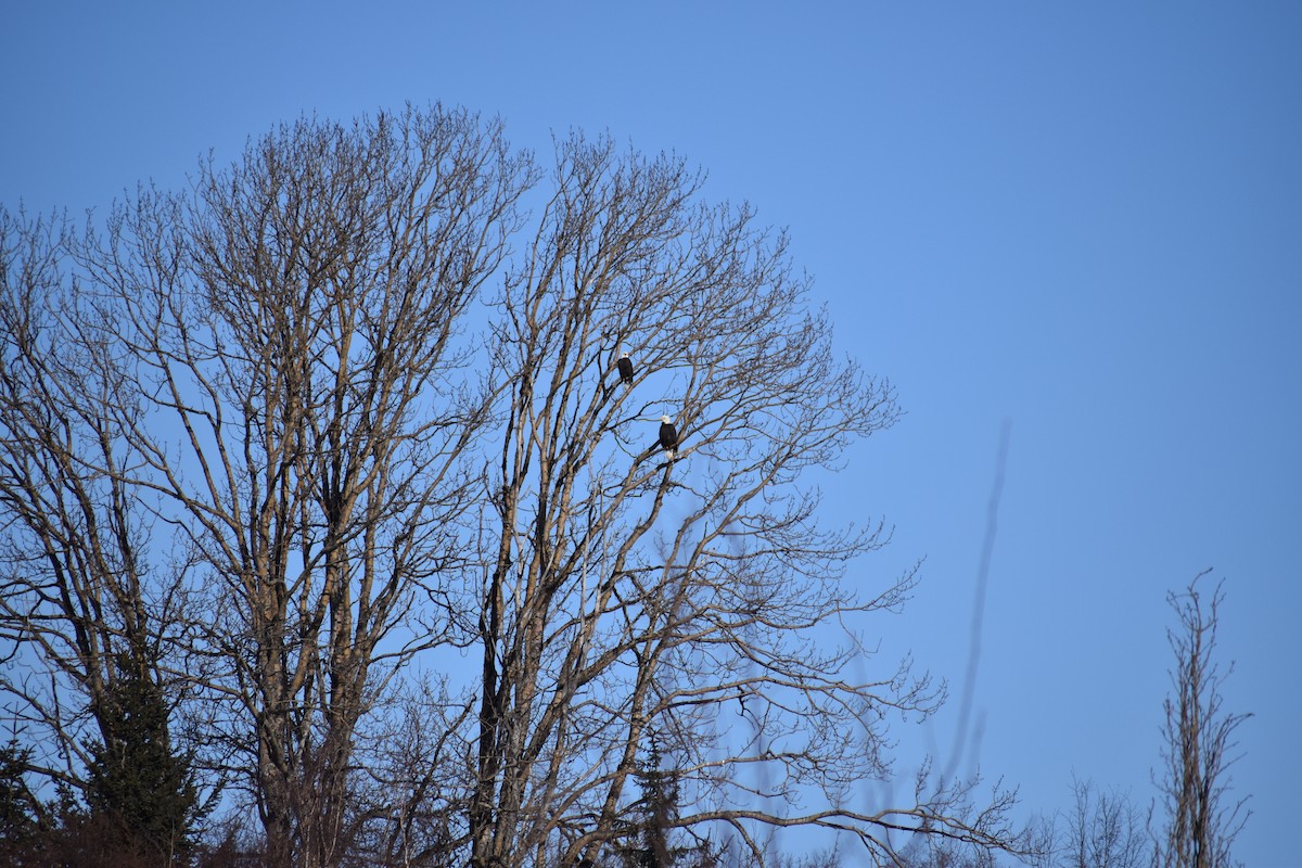 orel bělohlavý - ML652743793