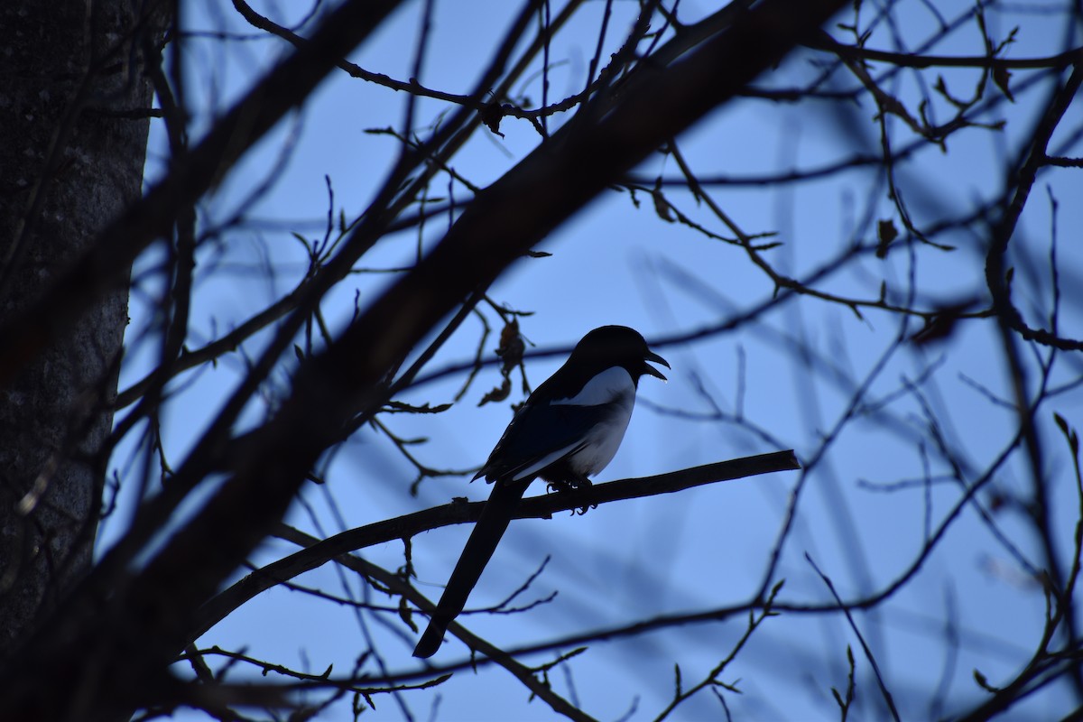 straka americká - ML652743801