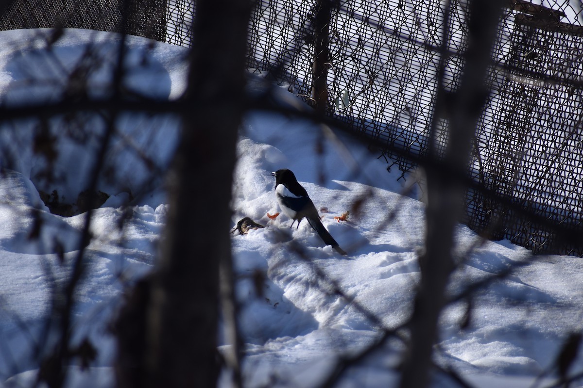 straka americká - ML652743804