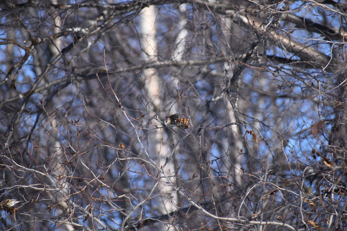 čečetka zimní - ML652743810