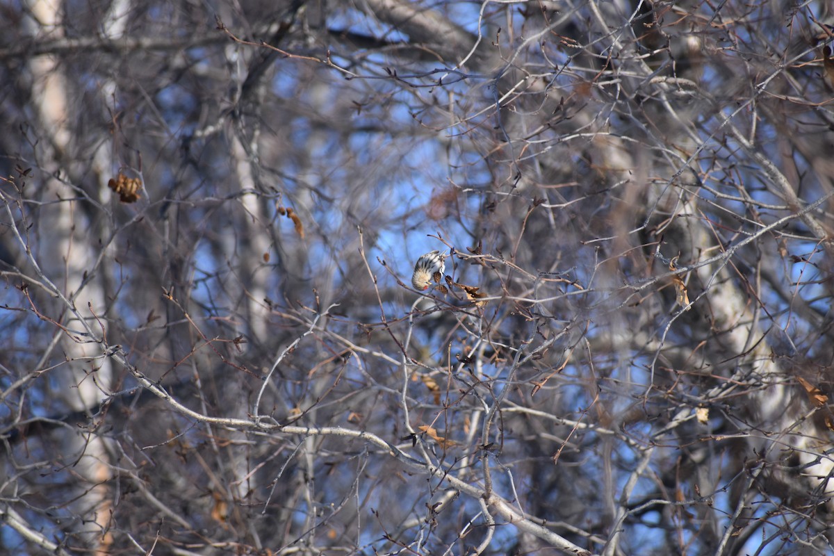 čečetka zimní - ML652743812