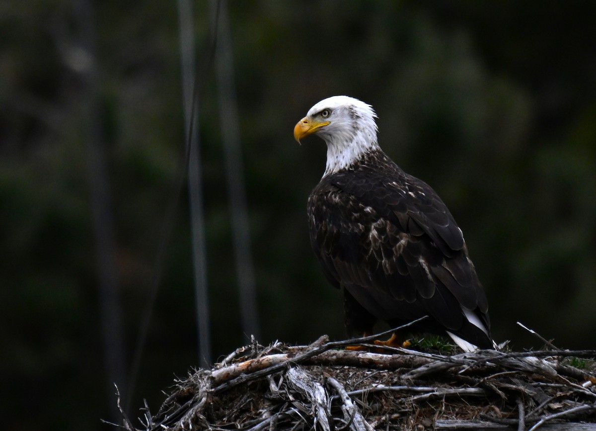 orel bělohlavý - ML652743850