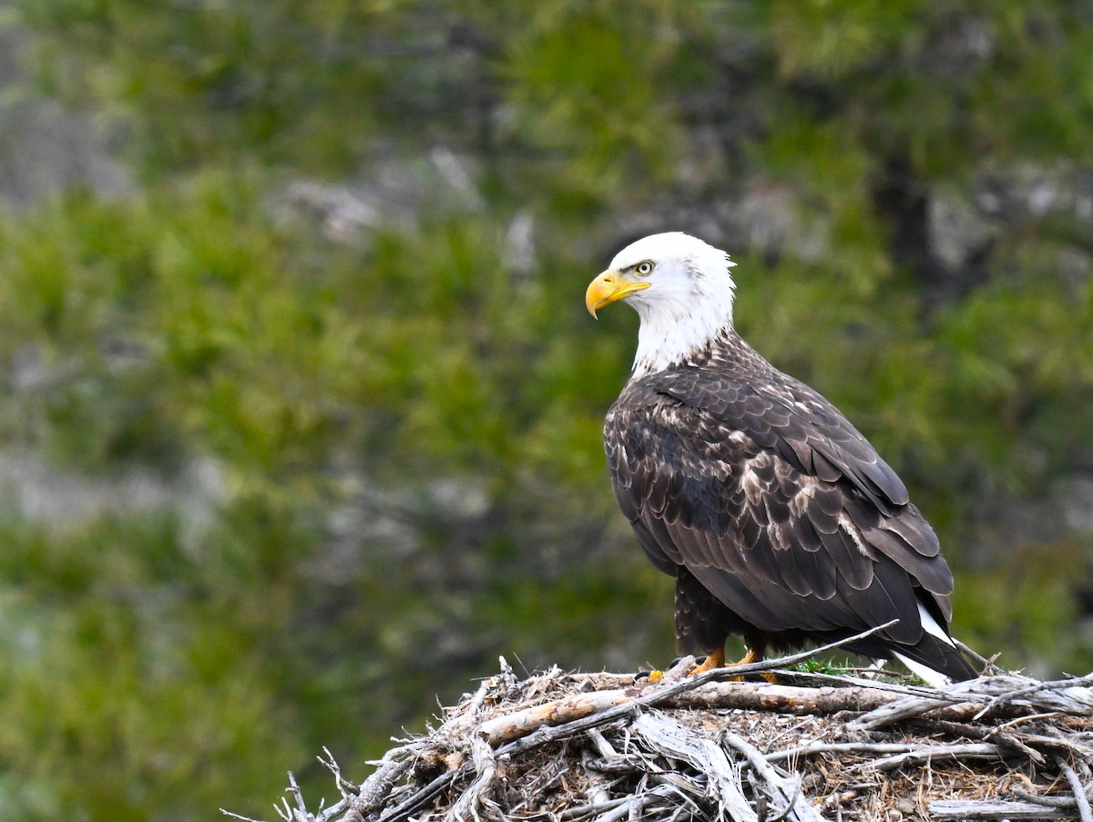 orel bělohlavý - ML652743855